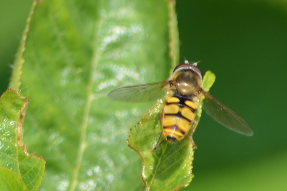 Eupeodes