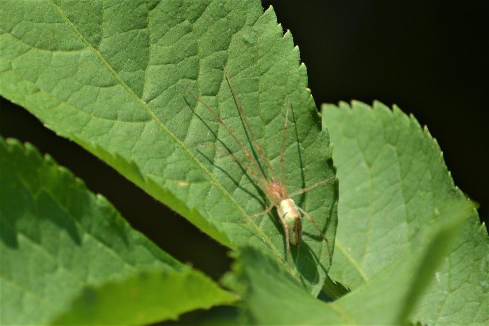 Tetragnatha