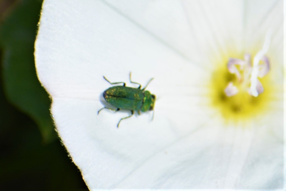 Anthaxia nitidula - ragyogó virágdíszbogár