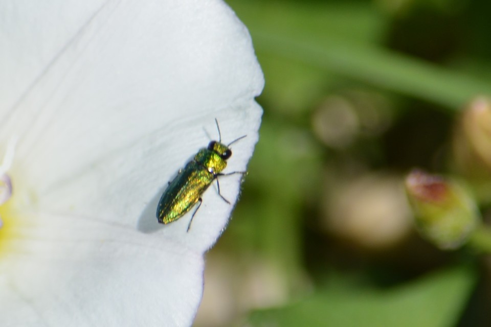 Anthaxia nitidula - ragyogó virágdíszbogár
