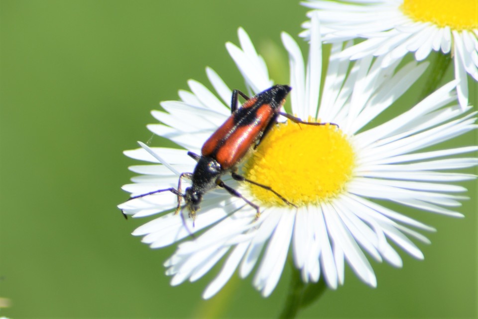 Stenurella bifasciata - kétöves karcsúcincér