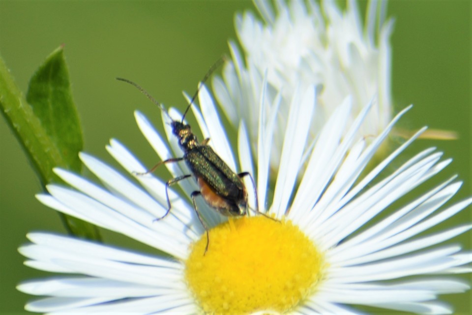 Oedemera flavipes - sárgalábú álcincér Oedemera flavipes - sárgalábú álcincér