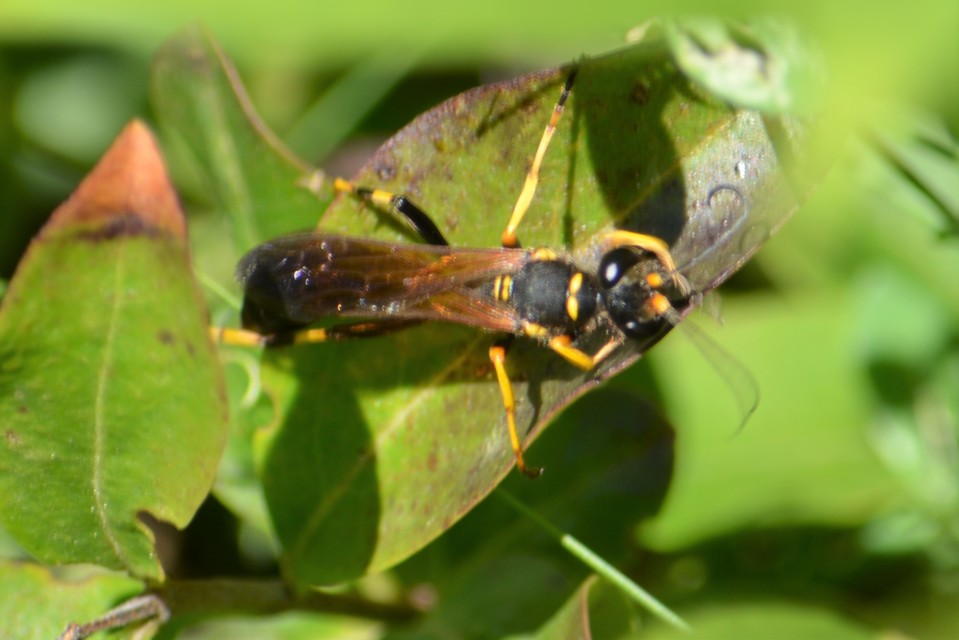 Sceliphron caementarium - feketenyelű lopódarázs