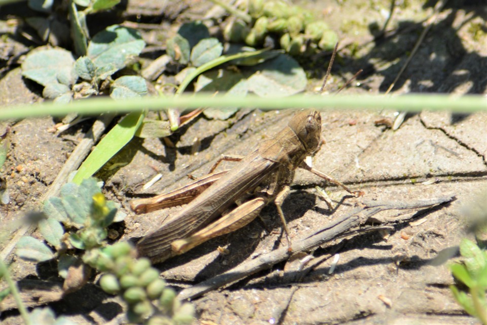 Chorthippus brunneus - közönséges tarlósáska
