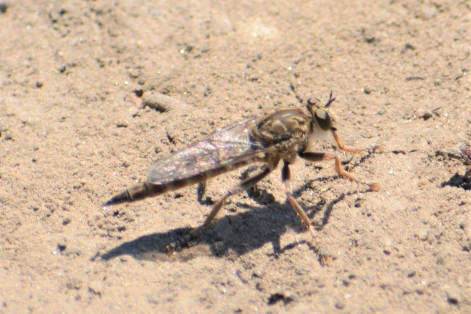 Antiphrisson trifarius