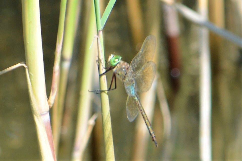 Anax parthenope - barna óriásacsa