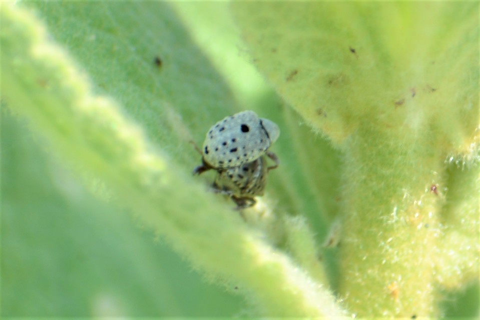 Cionus thapsus - kis ökörfarkkóró-gömbormányos