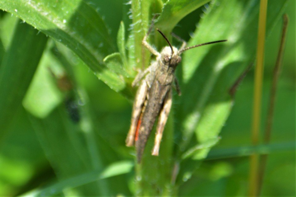 Chorthippus brunneus - közönséges tarlósáska