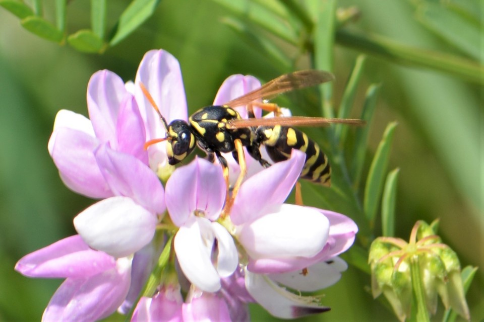 Polistes dominulus - déli papírdarázs