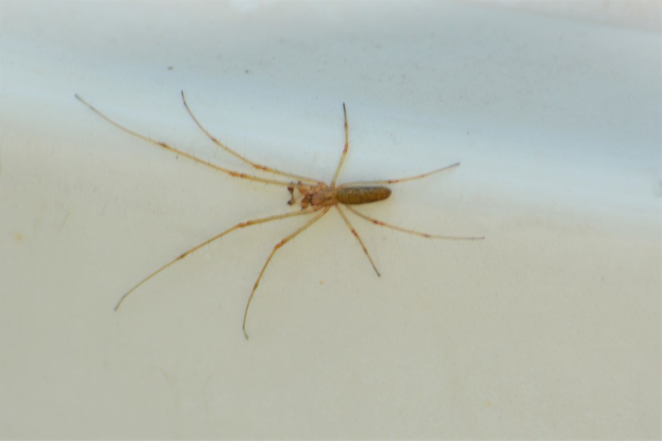 Tetragnatha