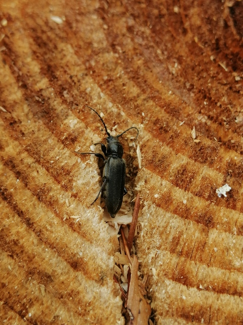 Arhopalus rusticus - gödrösnyakú cincér