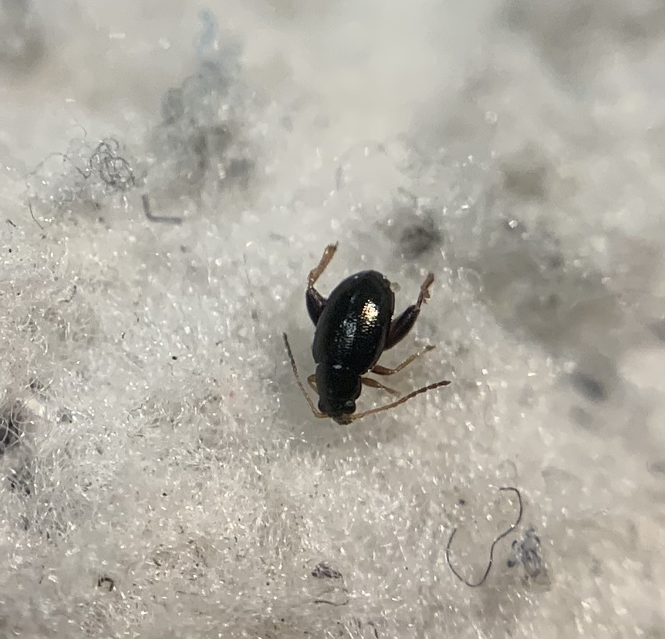 Longitarsus salviae