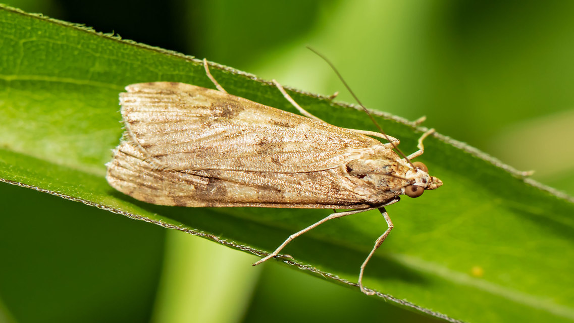 Nomophila noctuella - közönséges vándormoly