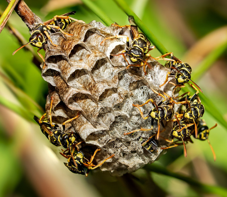 Polistes dominulus - déli papírdarázs