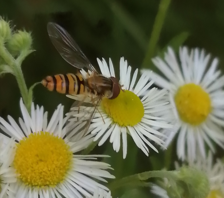 Episyrphus balteatus - ékfoltos zengőlégy