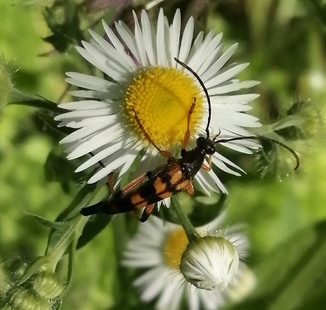 Strangalia attenuata - nyurgacincér
