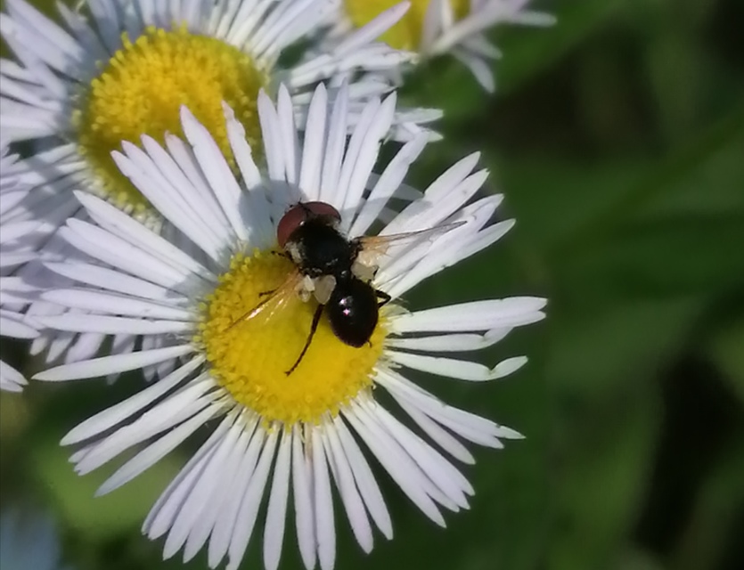 Phasia