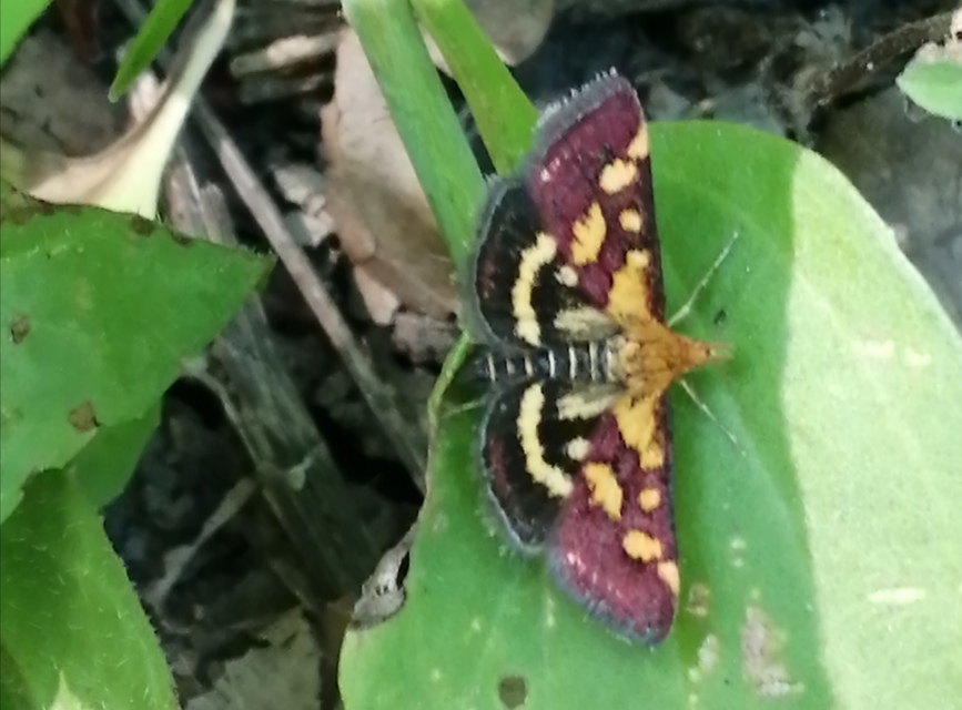 Pyrausta purpuralis - közönséges bíbormoly