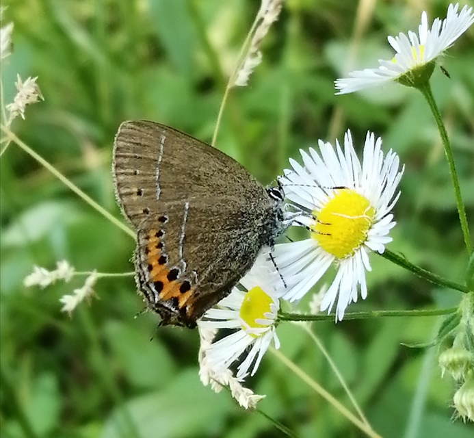 Satyrium pruni - szilvafa-csücsköslepke