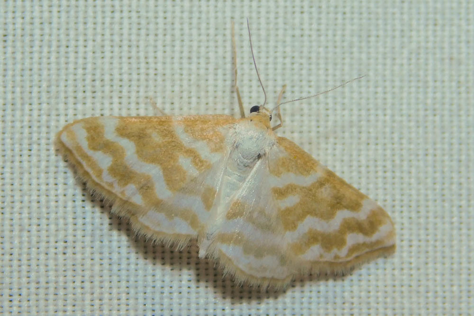 Idaea sericeata - selymes sávosaraszoló