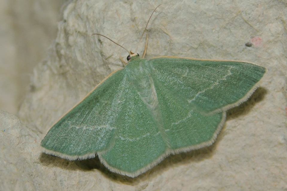 Chlorissa viridata - üdezöld araszoló