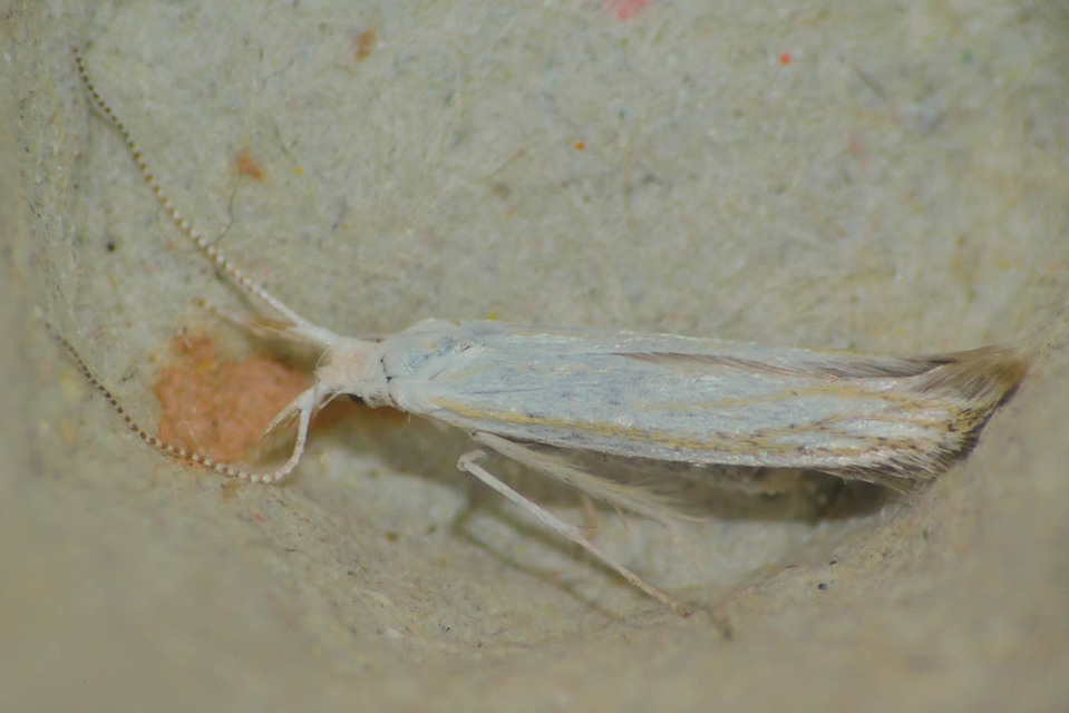 Coleophora