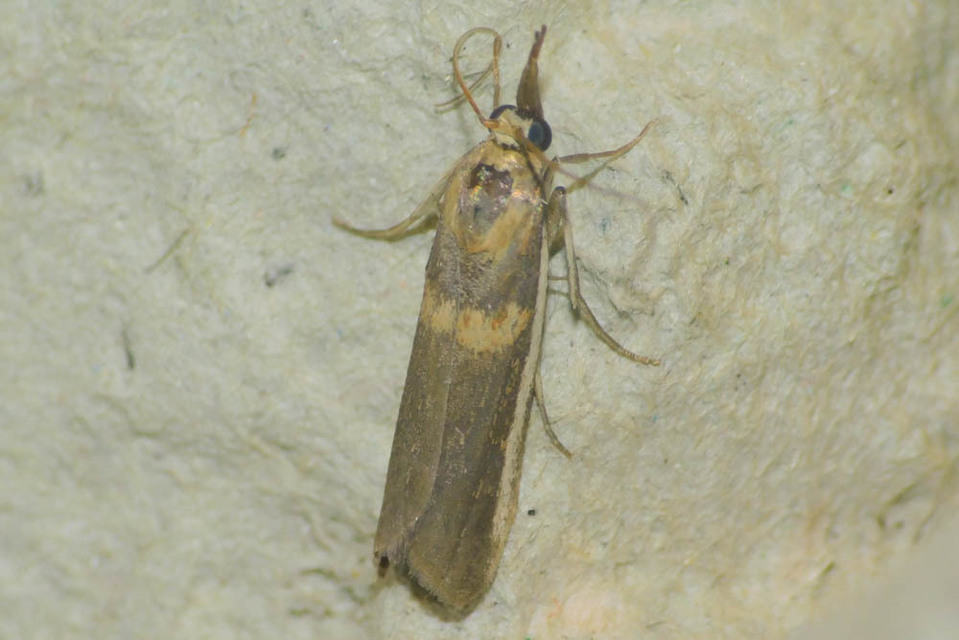Etiella zinckenella - akácmoly