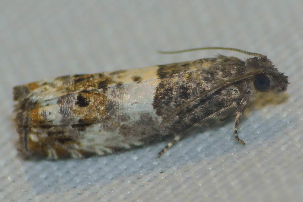 Notocelia trimaculana - galagonya-tükrösmoly