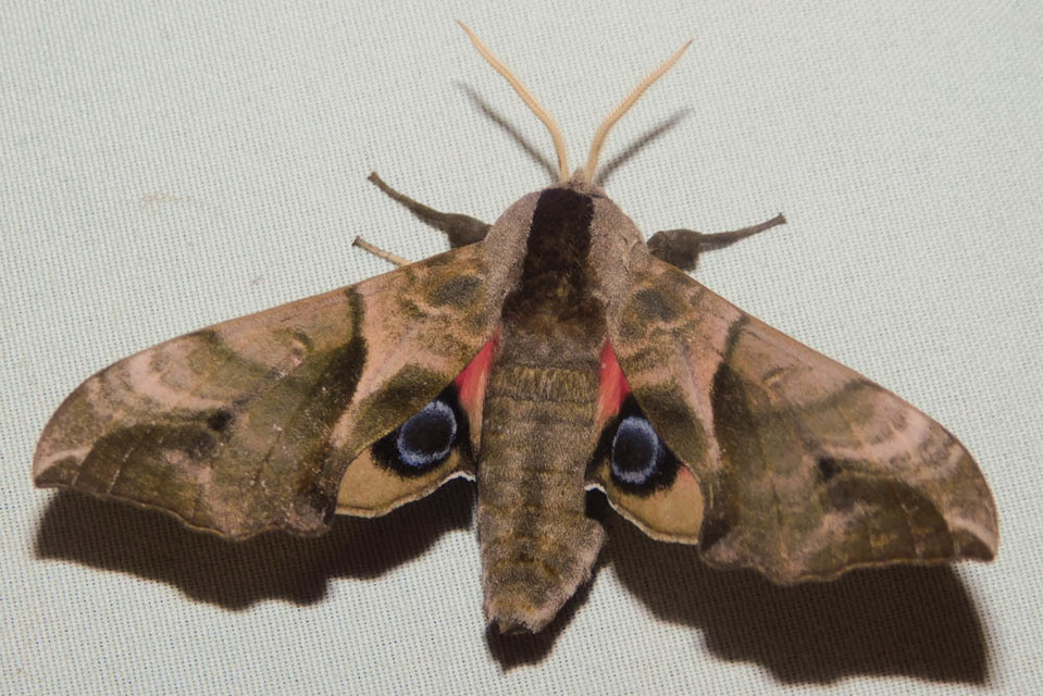 Smerinthus ocellatus - esti pávaszem