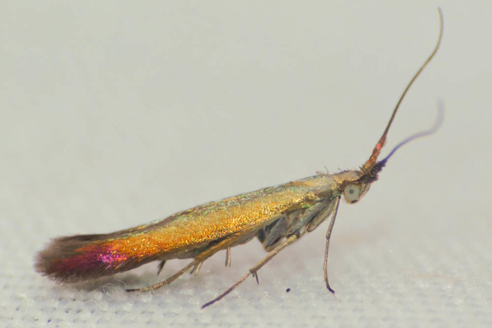 Coleophora