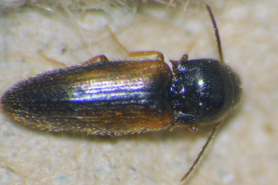 Adrastus rachifer - közönséges cserjepattanó