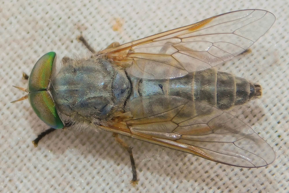 Tabanus