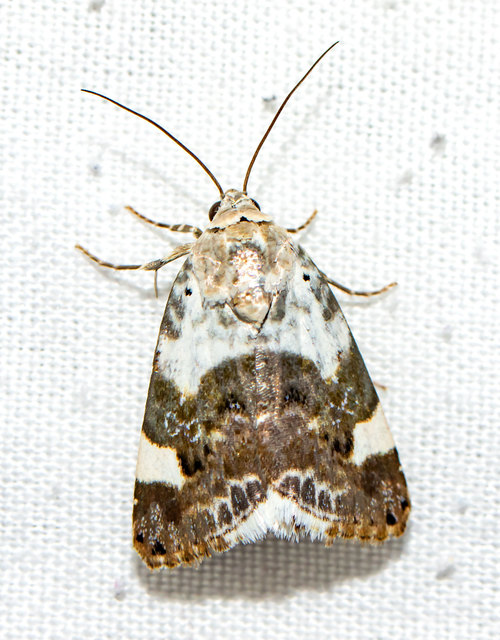 Acontia lucida - fehér nappalibagoly