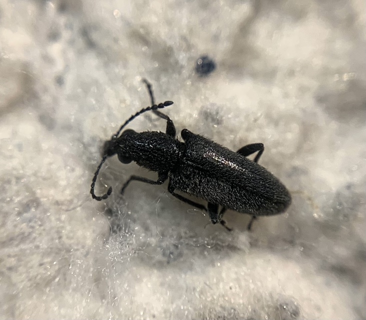 Nemonyx lepturoides - szarkaláb-áleszelény