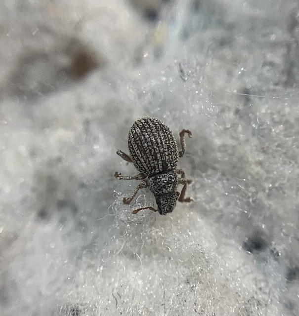 Brachysomus fremuthi - pannon gyepormányos Brachysomus fremuthi - pannon gyepormányos
