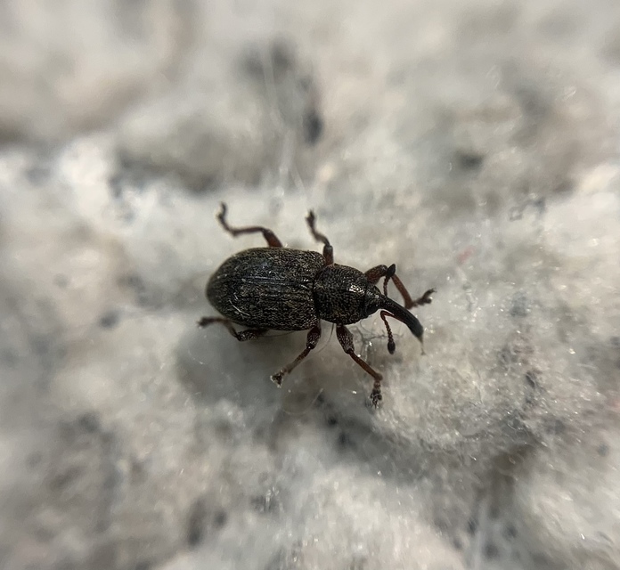 Notaris acridulus - közönséges sásormányos
