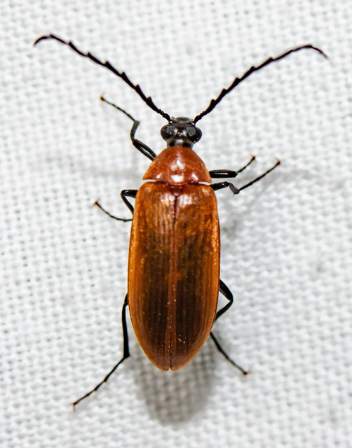 Pseudocistela ceramboides - narancssárga alkonybogár