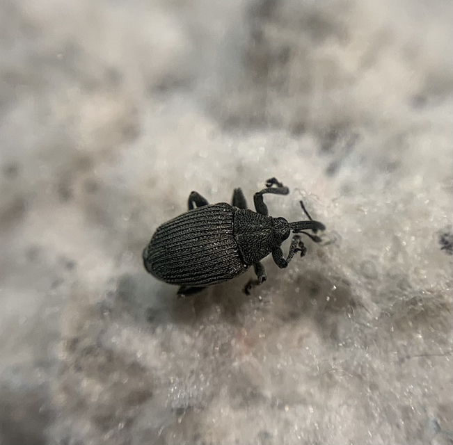 Ceutorhynchus napi - széles repce-ceutormányos