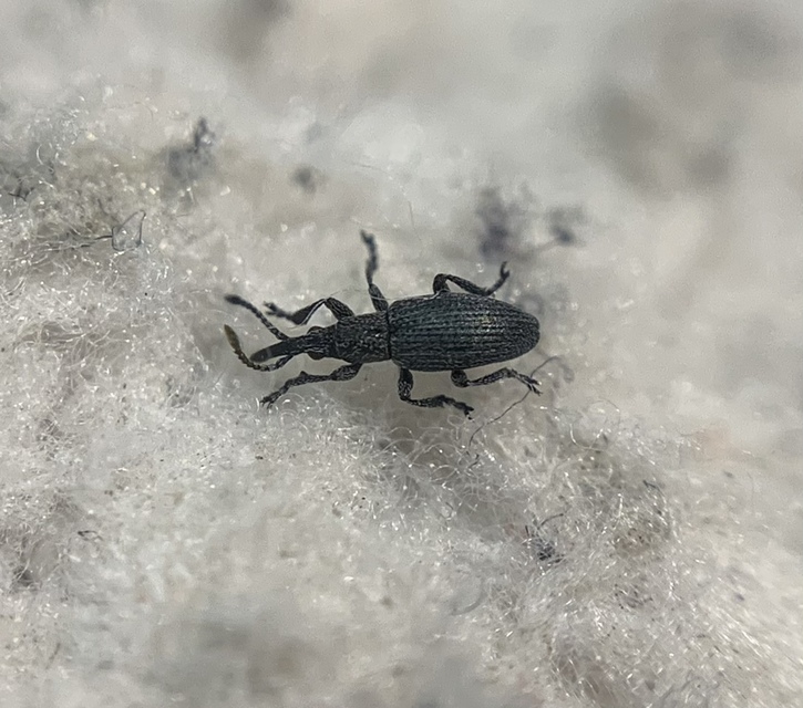 Ceratapion penetrans - lapátlábú cickányormányos Ceratapion penetrans - lapátlábú cickányormányos