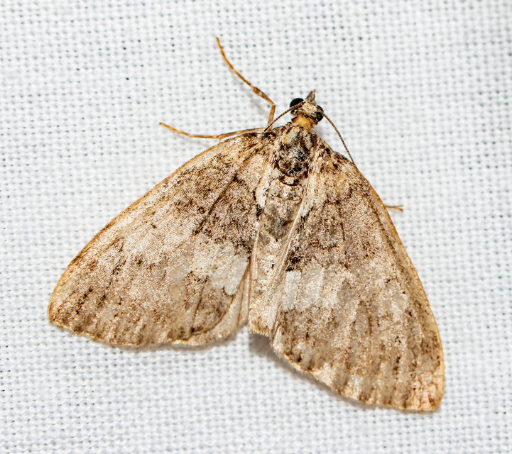 Hydriomena impluviata - égerfa-araszoló