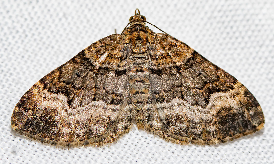 Xanthorhoe biriviata - kétsávos tarkaaraszoló