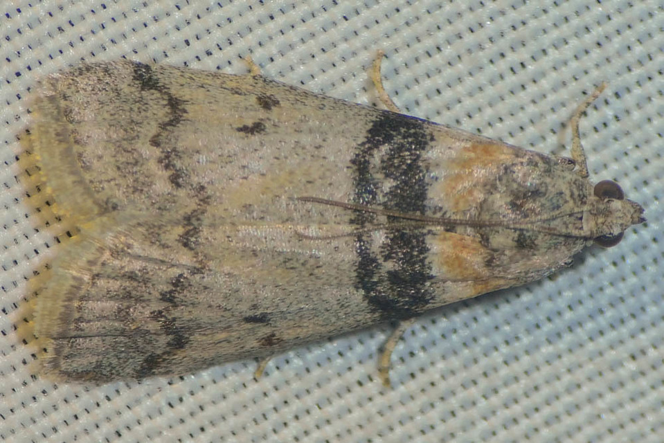 Sciota