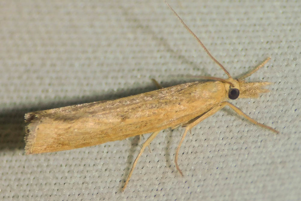 Pediasia contaminella - mocskos fűgyökérmoly
