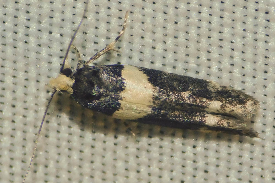 Recurvaria leucatella - nagy vörös-rügysodrómoly