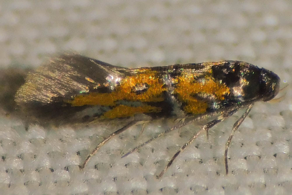 Chrysoesthia drurella - labodarágó sarlósmoly
