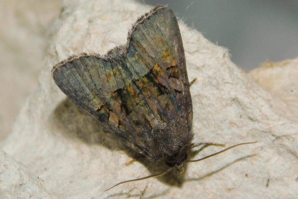 Oligia latruncula - fekete dudvabagoly