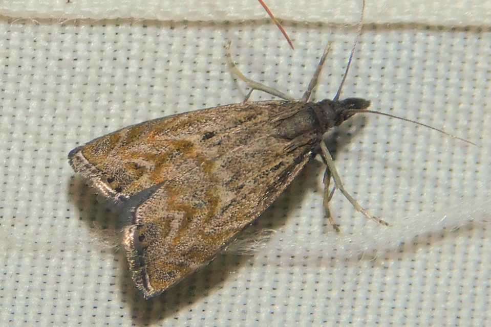 Platytes cerussella - törpe fűgyökérmoly