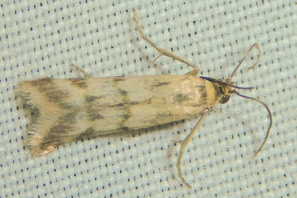 Homoeosoma sinuella - agyagsárga karcsúmoly
