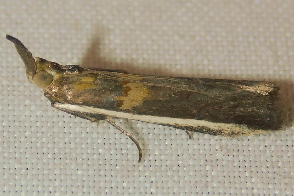 Etiella zinckenella - akácmoly