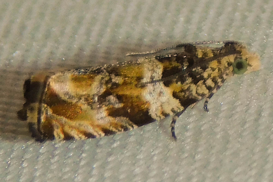 Celypha flavipalpana - öthorgú tükrösmoly
